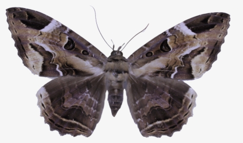 &nbsp - &nbsp - &nbsp - &nbsp - &nbsp - &nbsp - &nbsp - Speckled Wood (butterfly, HD Png Download, Free Download