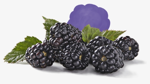 Blackberry, HD Png Download, Free Download
