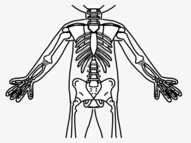 Bones Clipart Friendly Skeleton - Full Body Skeleton Drawing, HD Png Download, Free Download