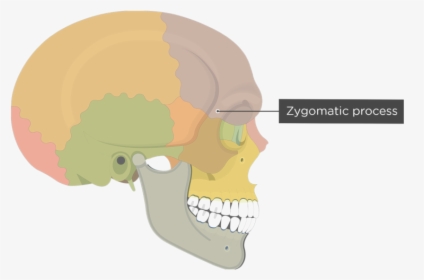 Zygomatic Process Of Frontal Bone - Frontal Bone Superciliary Arch, HD Png Download, Free Download