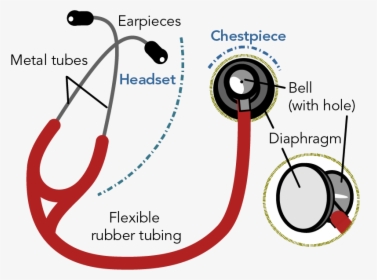 Labelled Diagram Of A Modern Stethoscope Showing The - Stethoscope Parts And Functions Pdf, HD Png Download, Free Download