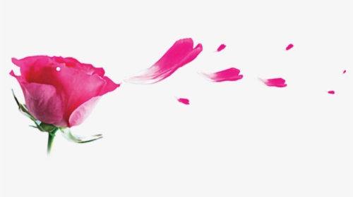Transparent Pink Rose Petals Png - Rose, Png Download, Free Download