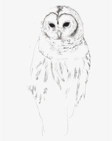 Owl Sketch Transparent Background, HD Png Download, Free Download
