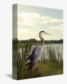 Great Blue Heron, HD Png Download, Free Download