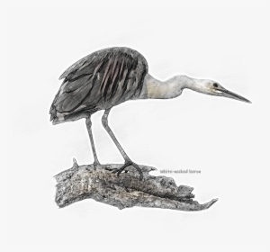Little Blue Heron, HD Png Download, Free Download