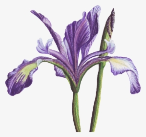 Purple Iris From My Garden - Delicate Purple Iris Painting, HD Png Download, Free Download