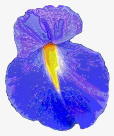 Iris, HD Png Download, Free Download