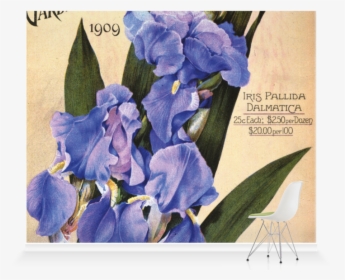 Iris Albicans, HD Png Download, Free Download