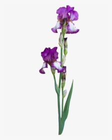 Iris Albicans, HD Png Download, Free Download