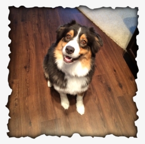 Picture - Bernese Mountain Dog, HD Png Download, Free Download
