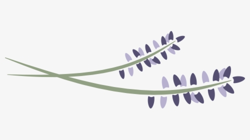 Lavenderlogohorizontal - Lavender Springs, HD Png Download, Free Download
