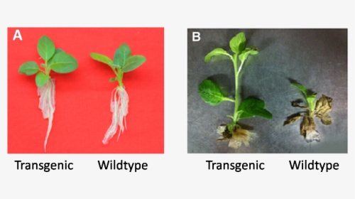 9 Phenotype Testing Of Transgenic Plants And Wildtype - Transgenic Plants Before And After, HD Png Download, Free Download