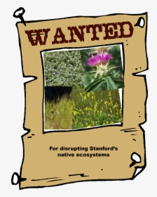 Wanted Photo Frame Hd, HD Png Download, Free Download