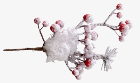 Winter Berry Png - Snow, Transparent Png, Free Download