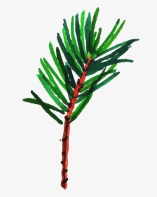 Oregon Pine, HD Png Download, Free Download