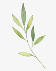 Branch - Russian Olive, HD Png Download, Free Download