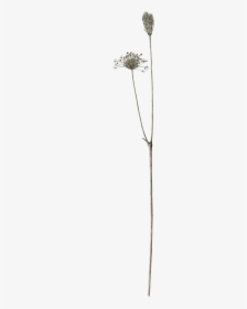 Teasel, HD Png Download, Free Download