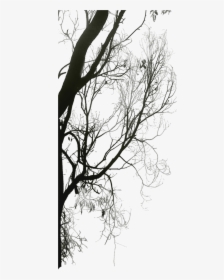 Black And White Twig Download Tree - Tree, HD Png Download, Free Download