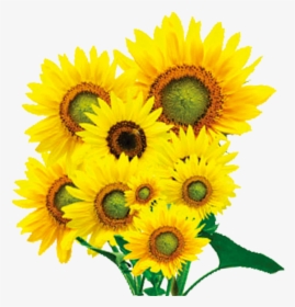 Oil Clipart Oil Seed - Background Transparent Flower Vase, HD Png Download, Free Download