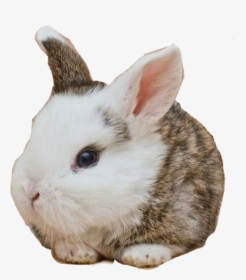 #cute #babybunny #rabbit - Rabbit, HD Png Download, Free Download