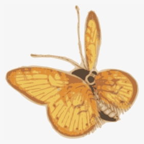 Orange Butterfly - Swallowtail Butterfly, HD Png Download, Free Download