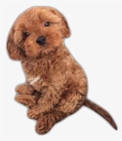 #dog #puppy #cute #png #pngs #aesthetic #niche - Companion Dog, Transparent Png, Free Download