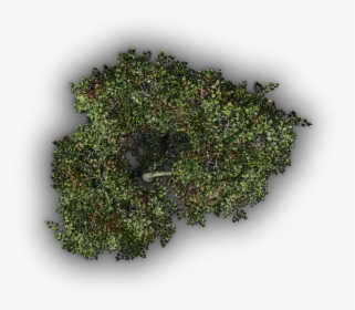 Tree Top Png, Transparent Png, Free Download