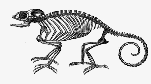 Animal Skeleton Clipart, HD Png Download, Free Download