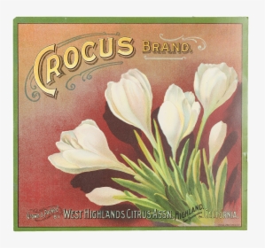 Fruit Label - "crocus Brand - Snow Crocus, HD Png Download, Free Download