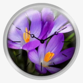 Crocus Flower, HD Png Download, Free Download