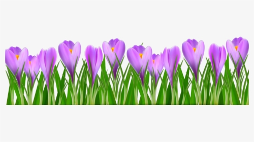 #ftestickers #flowers #crocus #border #purple - Krokus Clipart, HD Png Download, Free Download