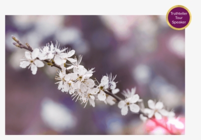 Cherry Blossom Flower, HD Png Download, Free Download