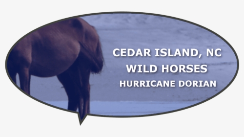 Wild Horses Lost Dorian Cedar Island Nc - Sorrel, HD Png Download, Free Download