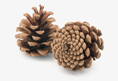 Sugar Pine,lodgepole Pine,red Pine,conifer Cone,western, HD Png Download, Free Download
