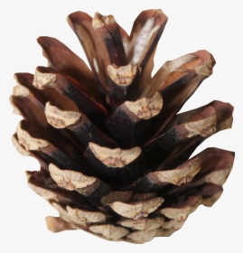 Brown Pine Cones Png Download - Conifer Cone, Transparent Png, Free Download