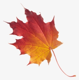 Banner Leaf - Maple Leaf, HD Png Download, Free Download