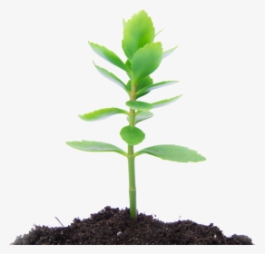 Planting Of Trees Helps To Improve Water Quality Along - Transparent Background Small Plant Png, Png Download, Free Download