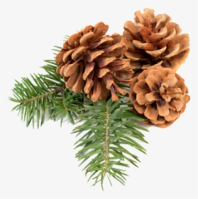 Pine Cone Icon Png Free - Christmas Pine Cone Png, Transparent Png, Free Download