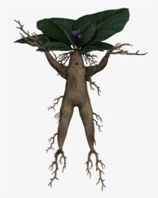 Alraune, Root, Fantasy, Funny, Cheerful, Mystical - Mandrake, HD Png Download, Free Download