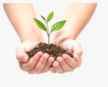 Soil In Hands Png - Tree Growing In Hands, Transparent Png, Free Download