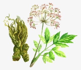 Angelica Root - Angelica Flower Transparent Png, Png Download, Free Download
