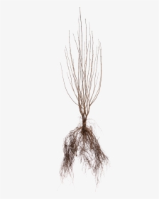 For Trees, Plant With The Root Flare At Soil Level - Pond Pine, HD Png Download, Free Download