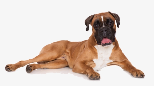 What"s The Best - Boxer Dog Transparent Background, HD Png Download, Free Download