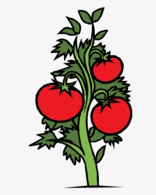 Tomato Plant Drawing, HD Png Download, Free Download