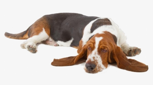 Transparent Sleeping Dog Png - Basset Hound Laying Down, Png Download, Free Download