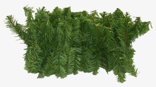 Western Yew, HD Png Download, Free Download