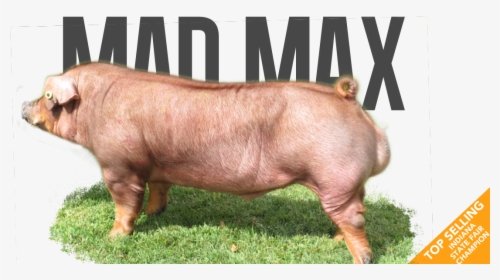 Transparent Mad Max Png - Domestic Pig, Png Download, Free Download