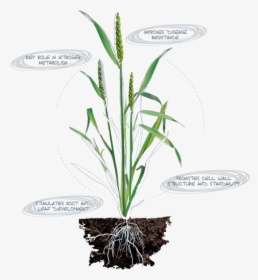 Calcium Deficiency In Plants Root, HD Png Download, Free Download