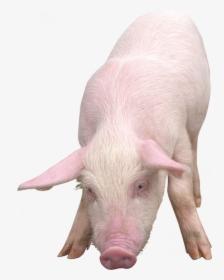 Pig Png, Transparent Png, Free Download