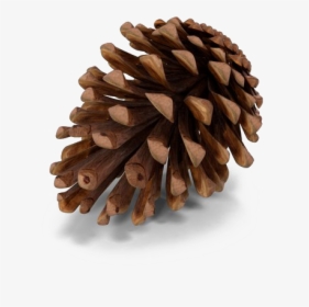 Pine Cone Png, Transparent Png, Free Download